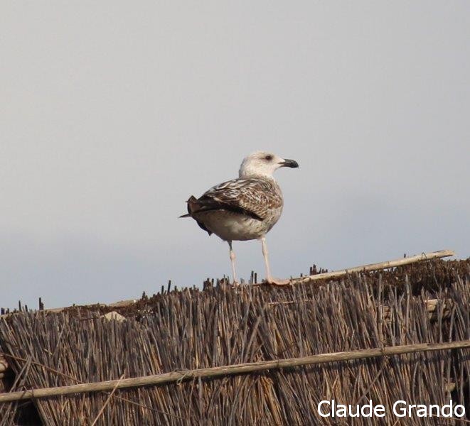 Goeland leucophée étang de canet _resultat.jpg